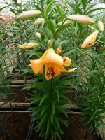 [4143 Saltarello No101.JPG]